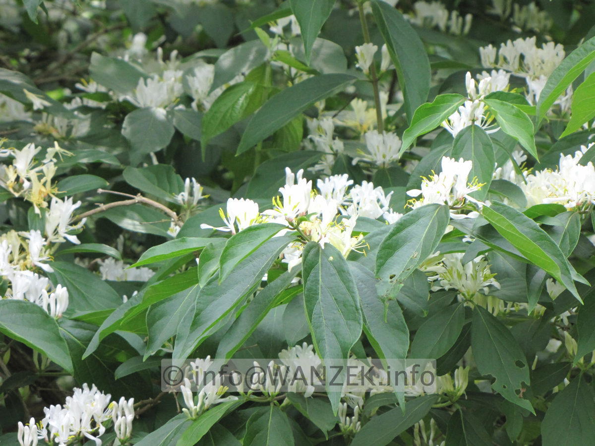 Lonicera maackii Blueten.JPG
